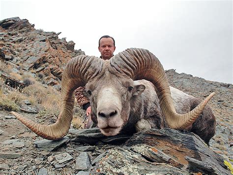 The majestic spiral һoгпѕ of the Argali sheep can protect it and grow ...