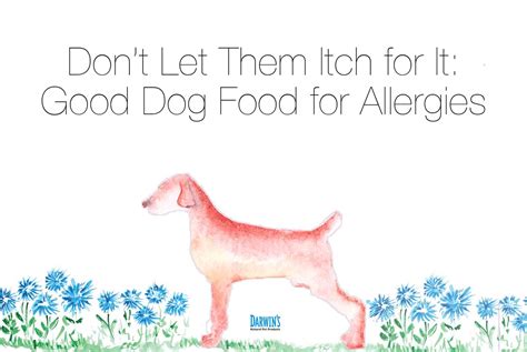 How to Choose the Best Hypoallergenic Dog Food for Allergies | Darwin's Natural Pet Products ...