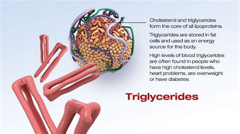 High triglycerides causes, symptoms, high triglycerides diet and treatment