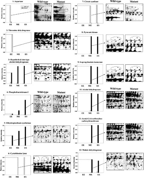 [PDF] Proteomic response analysis of a threonine-overproducing mutant of Escherichia coli ...