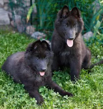 15 Photos Of Belgian Sheepdog Puppies That Make Everyone Fall In Love - ilovedogscute.com