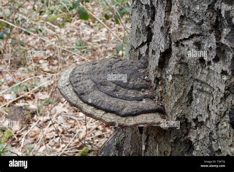 Oak tree Fungus, Ganodema Stock Photo - Alamy