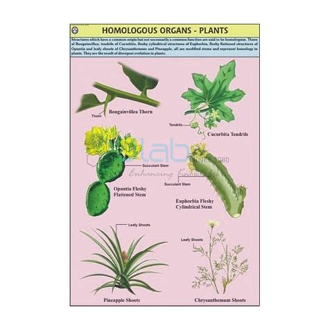 Homologous Organs Plants Chart India, Manufacturers, Suppliers ...