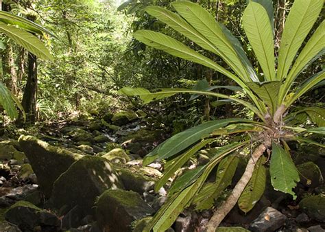 Madagascar IN PICTURES | Plant Talk