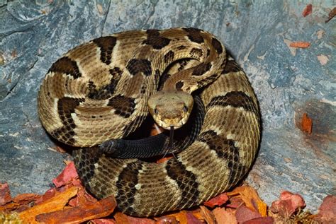 Here are the most venomous snakes to look out for in North Carolina and ...