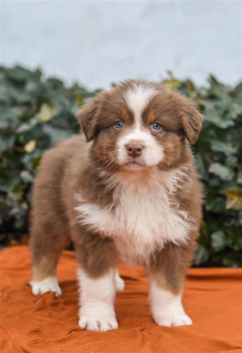 Teacup Australian Shepherd Puppies