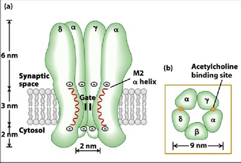 Nicotinic Acetylcholine Receptor