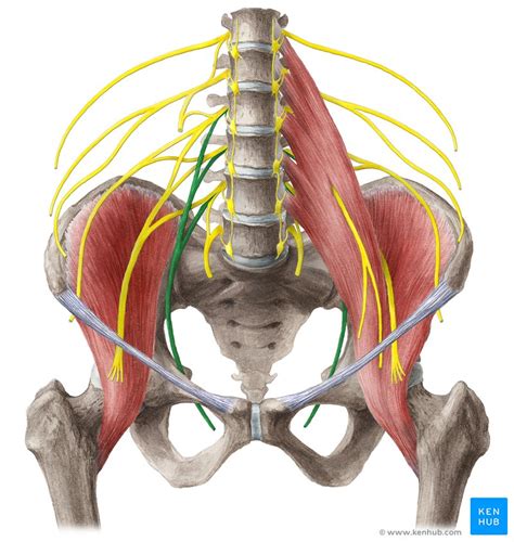 Obturator Nerve Anatomy Function Diagram Body Maps | My XXX Hot Girl
