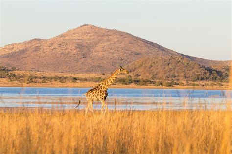 Pilanesberg National Park Tour From Johannesburg And, 58% OFF