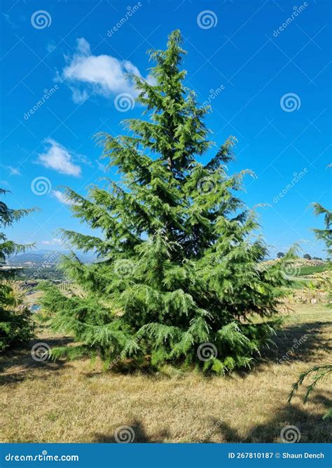 Young Himalayan Cedar Sapling Stock Image - Image of deodarawith, trees ...