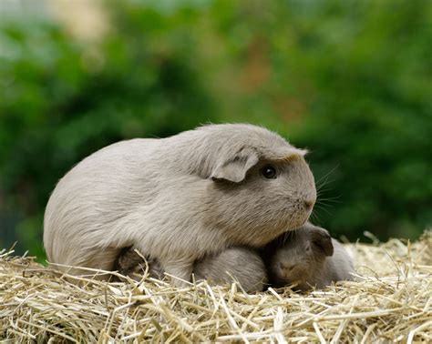 Caring for young guinea pigs - Supreme Petfoods