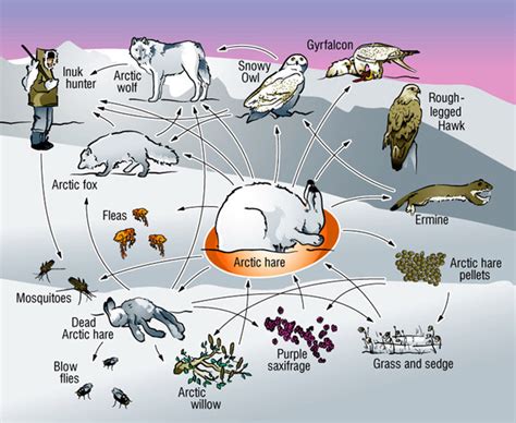 Food Web - The Tundra Biome