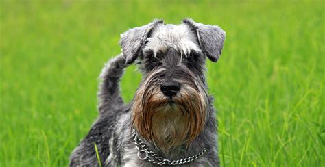 Miniature Schnauzer Guide (Size & Breed Characteristics)