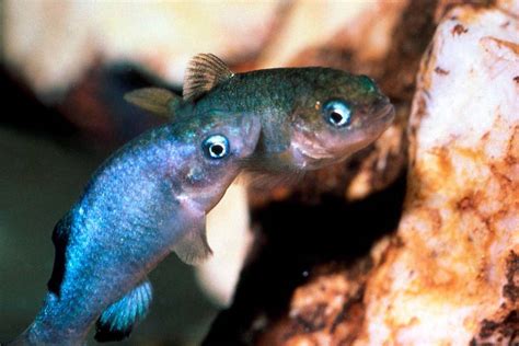 Devils Hole pupfish food supply affected by earthquakes | Local Nevada ...