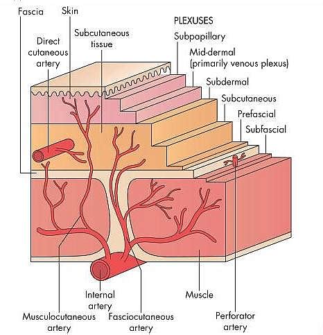 Skin Grafts: Types, Classification, Stages of survival and Procedure - Jotscroll