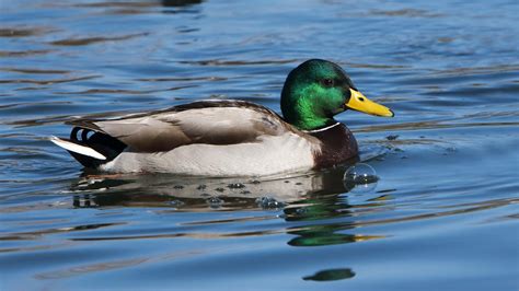 Free photo: Duck Swimming - Bird, Duck, River - Free Download - Jooinn