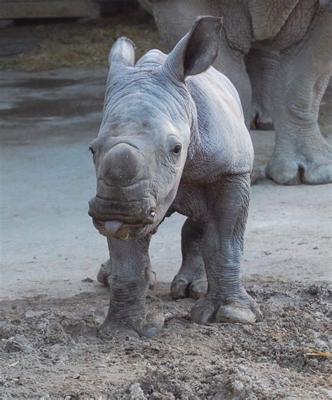 Rhinoceros Facts Archives - Animal Facts for Kids | Wild Facts | Animal ...