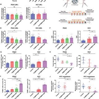 Schematic of the mechanism by which the chemoimmunotherapy nanogel and... | Download Scientific ...