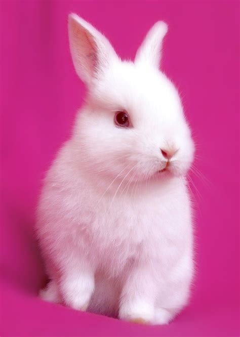 Bunny on Pink Series Free Photo Download | FreeImages