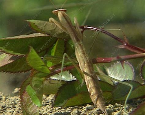 Chinese mantis - Stock Video Clip - K002/0141 - Science Photo Library