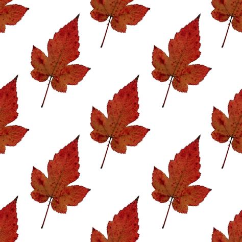 Premium Photo | Red raspberry leaf pattern herbarium