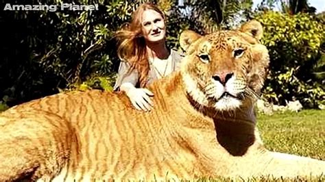 World Largest Lion Ever Recorded