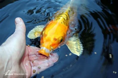 Pond Fish Feeding | 6 Tips for Feeding Koi Fish in Summer