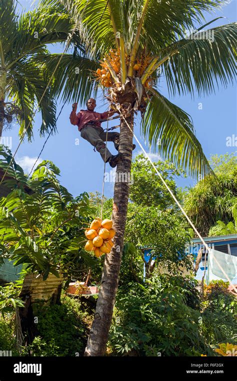 Coconut harvest hi-res stock photography and images - Alamy