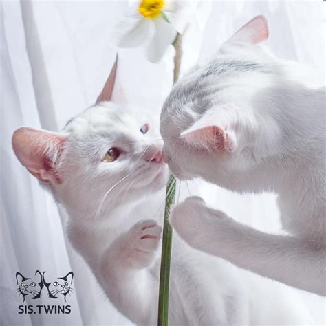 Meet Adorable Twin Cats With Heterochromatic Eyes Who Are Mesmerizing The World!