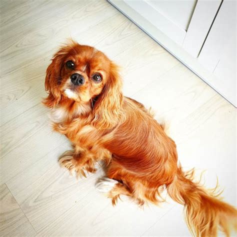 Cavalier King Charles Spaniel Dog Colors: A Complete List of All 10 ...