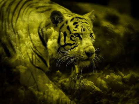 Online crop | HD wallpaper: white tiger | Wallpaper Flare