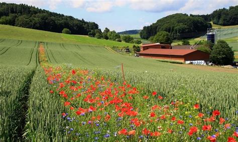 Growing strips of wildflowers in farm fields reduces need for pesticides — Science & Technology ...