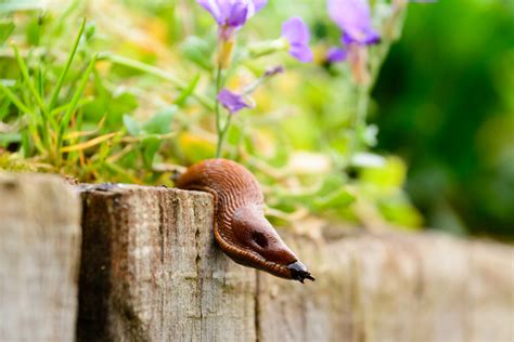 How to Remove and Prevent Slugs In the Garden - 2024 - MasterClass