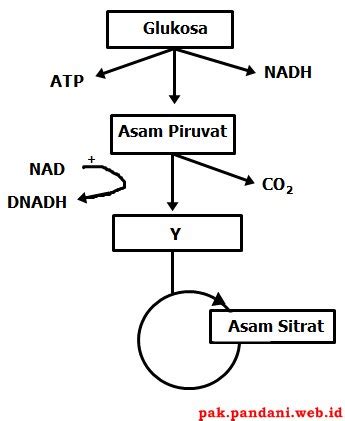 Soal Biologi Respirasi Aerob - Gen Books