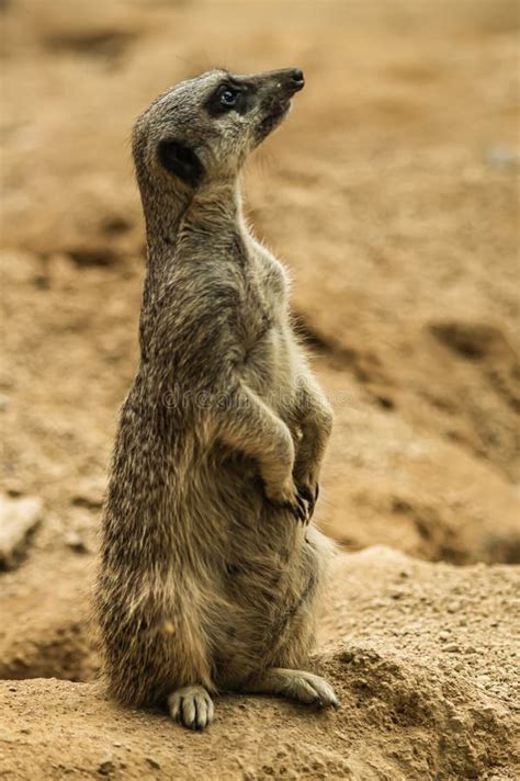 Meerkat in its habitat stock photo. Image of desert - 194831390