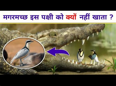 plover bird cleaning crocodile teeth | bird cleaning crocodile teeth | egyptian plover bird # ...