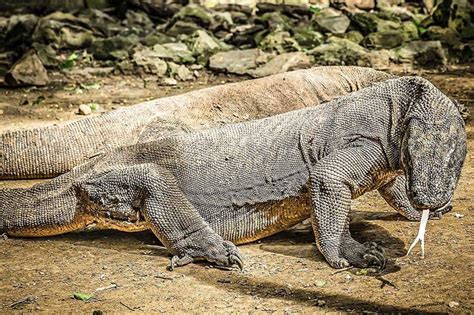 Can You Have a Komodo Dragon as a Pet? - Wildlife Informer