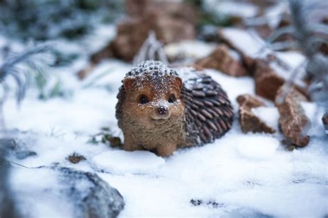 Premium Photo | A hedgehog in winter after hibernation in nature in the ...