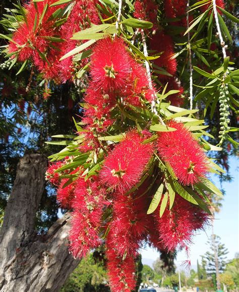 Weeping Bottlebrush Tree – Santa Barbara Beautiful