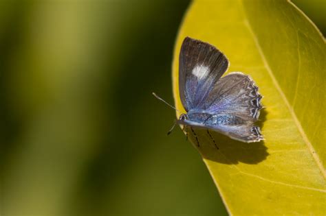 Pale Ciliated-Blue (female) | Side View | Peter | Flickr