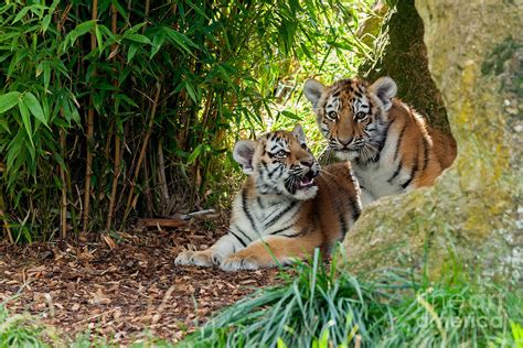 Cute Amur Tiger Cubs Photograph by Sarah Cheriton-Jones