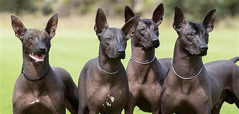 Todo sobre el Xoloitzcuintle