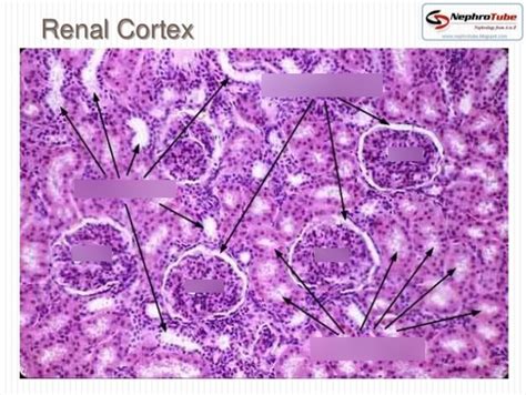 renal cortex histology Diagram | Quizlet