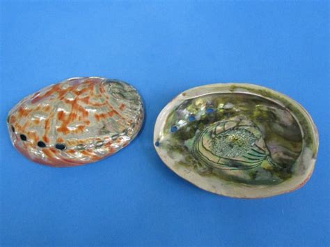 4 inches Polished Red Abalone Shell for Display $7.99 each