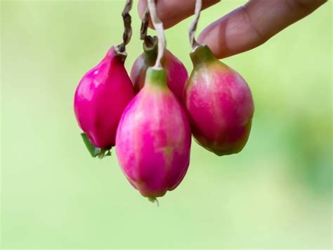 Epiphyllum Cactus Seed Info - Tips For Growing Epiphyllum Seeds