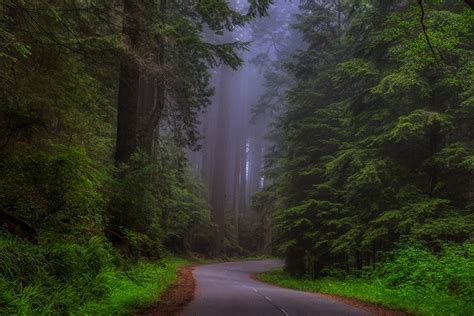 Fondos de Pantalla EE.UU. Bosques Carreteras Redwood national Park, Sherwood Forest California ...