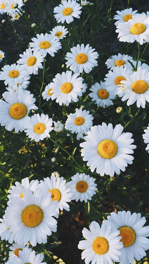 938x1668 Обои ромашки, поляна, цветы, трава | Daisy wallpaper, Flower ...