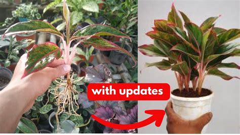Propagate aglaonema plant | Chinese evergreen propagation | pink lipsticks - YouTube
