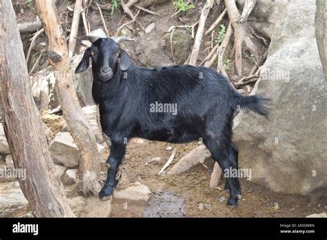 30 kilogram meat hi-res stock photography and images - Alamy