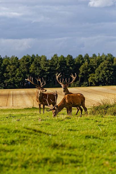 40+ Hangul Deer Stock Photos, Pictures & Royalty-Free Images - iStock